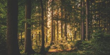 hutan ilustrasi