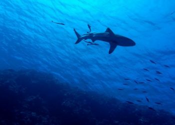 Buang Air Kecil di Laut, Laki-laki Ini Meninggal Usai Diserang dan Digigit Hiu