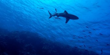 Buang Air Kecil di Laut, Laki-laki Ini Meninggal Usai Diserang dan Digigit Hiu