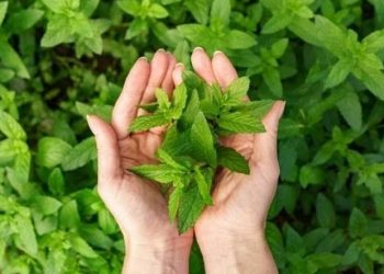 Jarang Diketahui, Ini 5 Manfaat Daun Mint untuk Perawatan Kulit