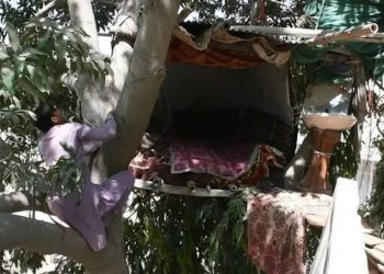 Seorang pria yang memutuskan tinggal di pohon.