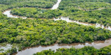 Kisah Ajaib Empat Anak Bertahan di Hutan Amazon